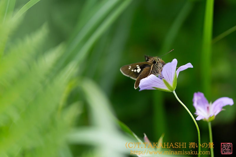 ../Images/7R250727 (104).jpg